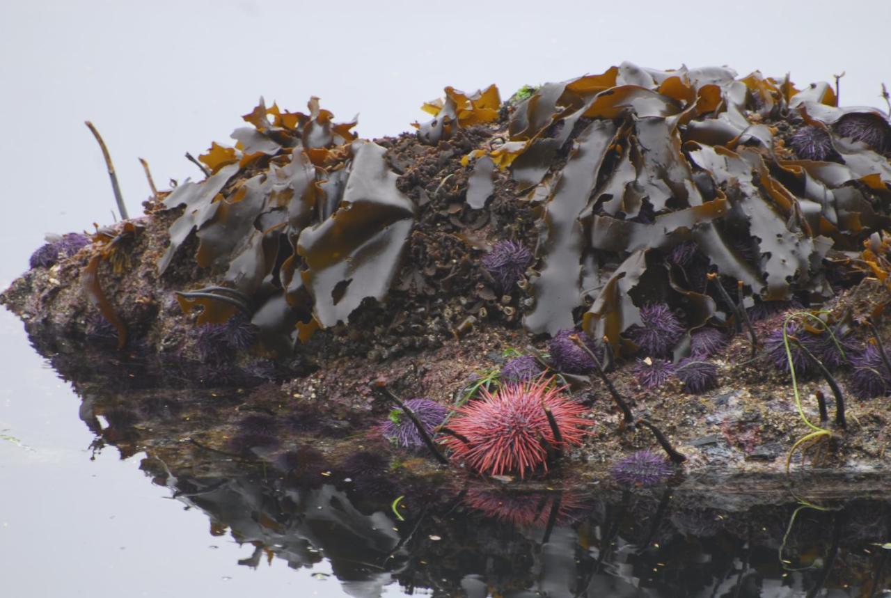 Bjorn Holm Vila Port Renfrew Exterior foto