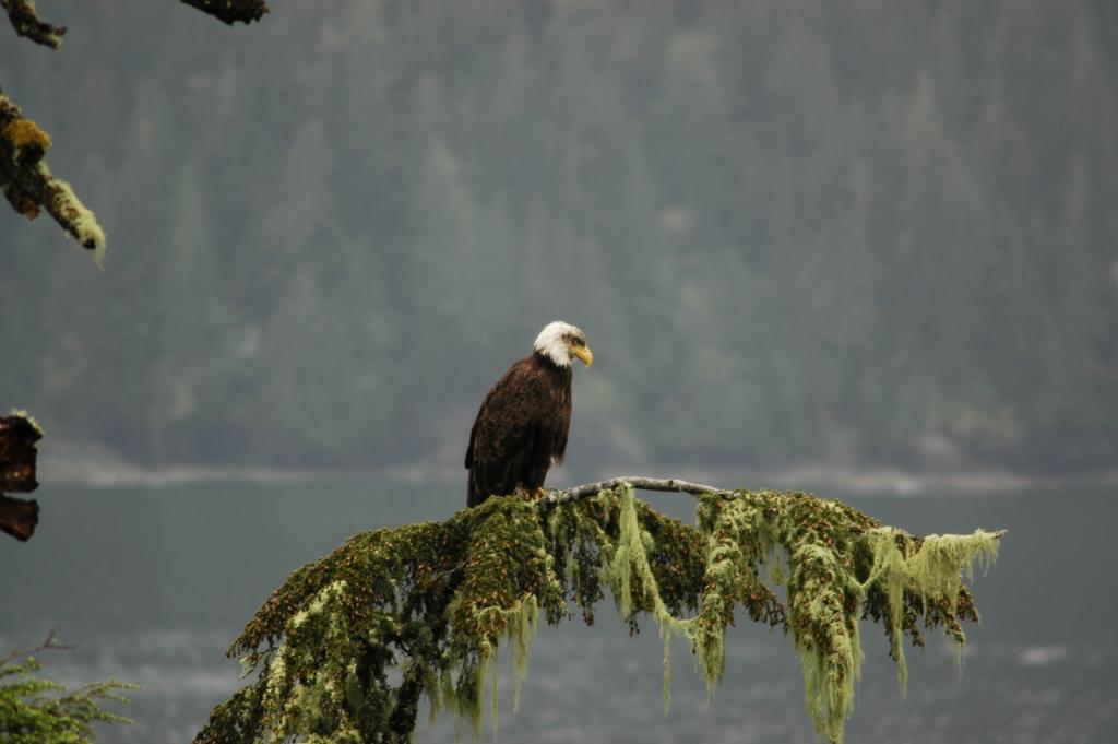 Bjorn Holm Vila Port Renfrew Exterior foto